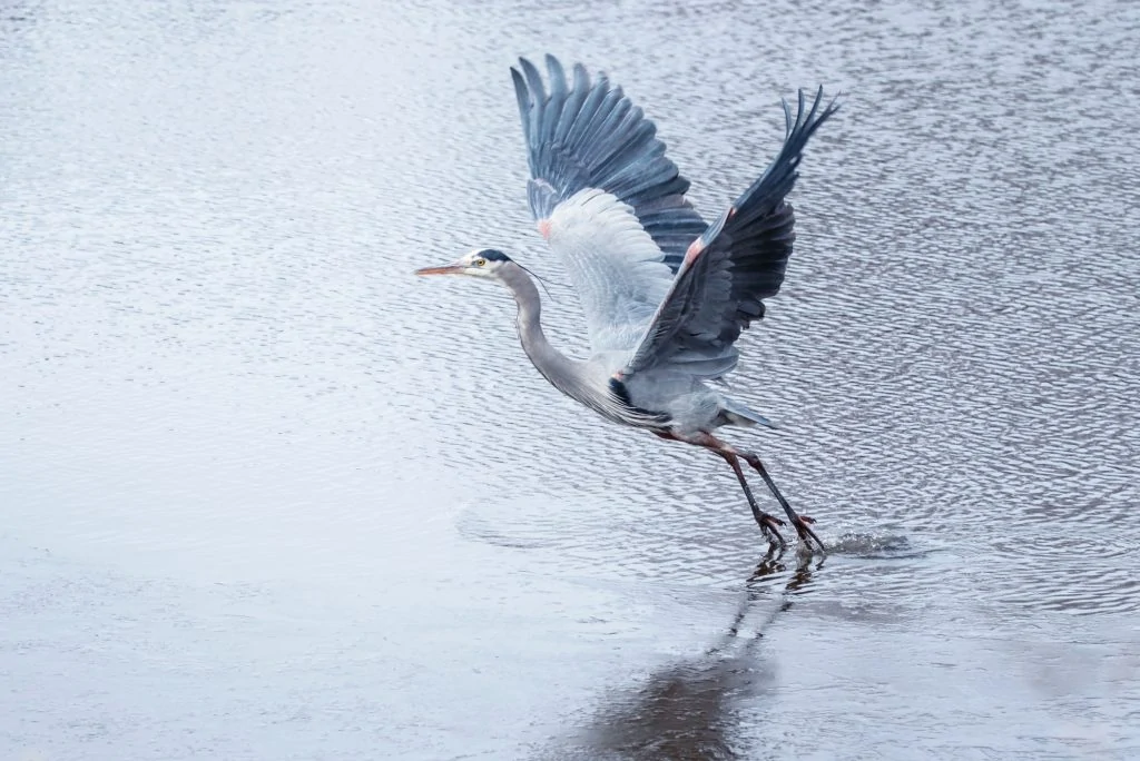 great blue heron flying