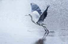 13 White Birds In Massachusetts (ID, Photo, Call Guide)