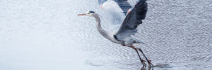 14 White Birds In Wisconsin (ID, Photo, Call Guide)