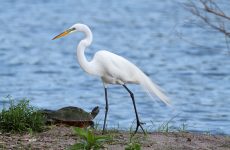 20 Largest Birds In North Dakota (By Weight, Length, Wingspan)