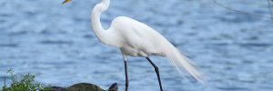 All The White Birds In Alberta (ID, Photo, Call Guide)