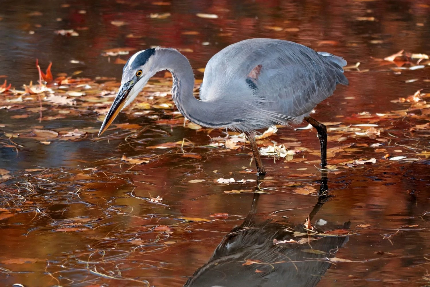 great blue heron