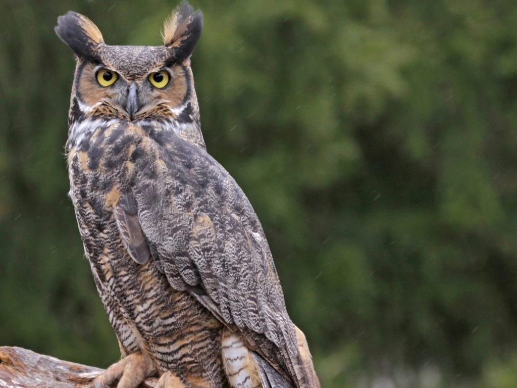 Great horned owl