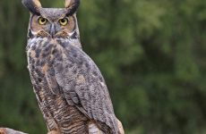 15 Largest Birds In Nova Scotia (By Weight, Length, Wingspan)