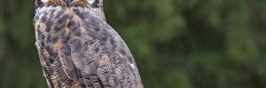 All The Owls In Maine And Their Calls