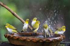 Heated Bird Baths To Help Birds This Winter (2022)