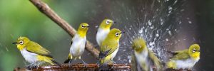 Heated Bird Baths To Help Birds This Winter (2022)