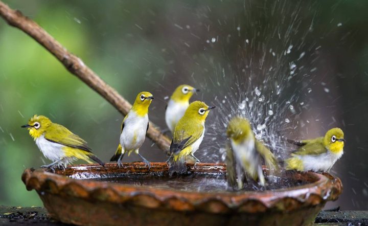 Heated Bird Baths To Help Birds This Winter (2022)