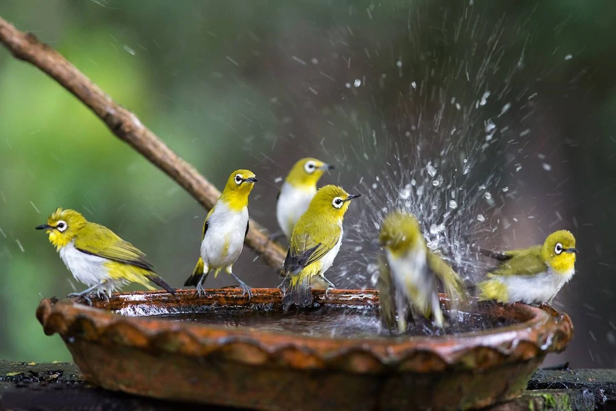 Heated Bird Baths