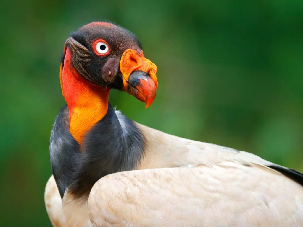 King Vulture