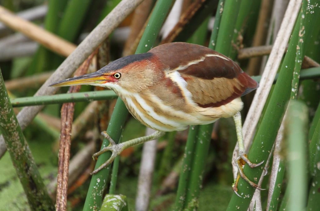 Least Bittern (Ixobrychus exilis)