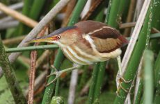 Least Bittern