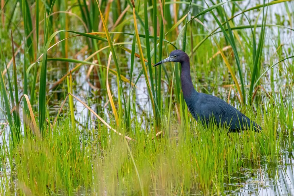 Little Blue Heron