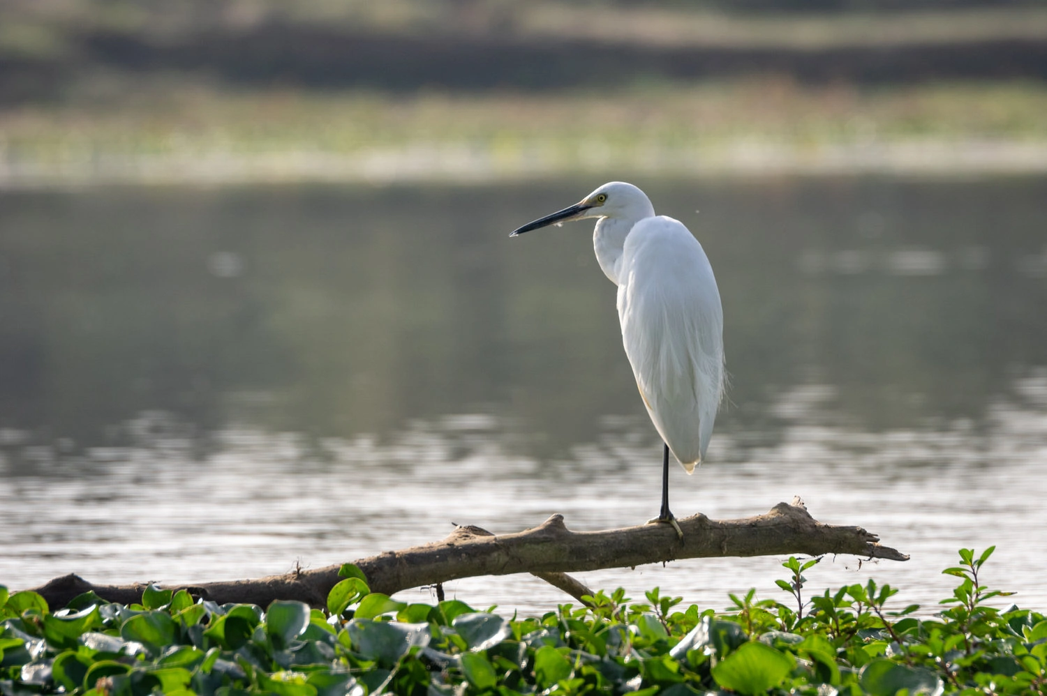 Little Egret