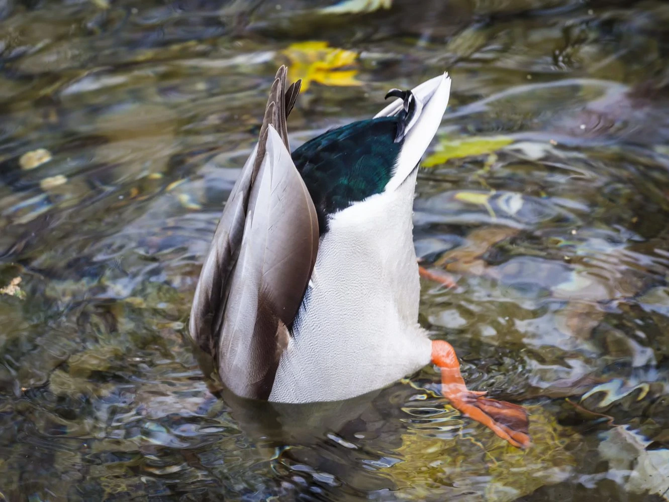 Mallard diving