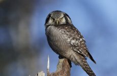 Northern Hawk Owl