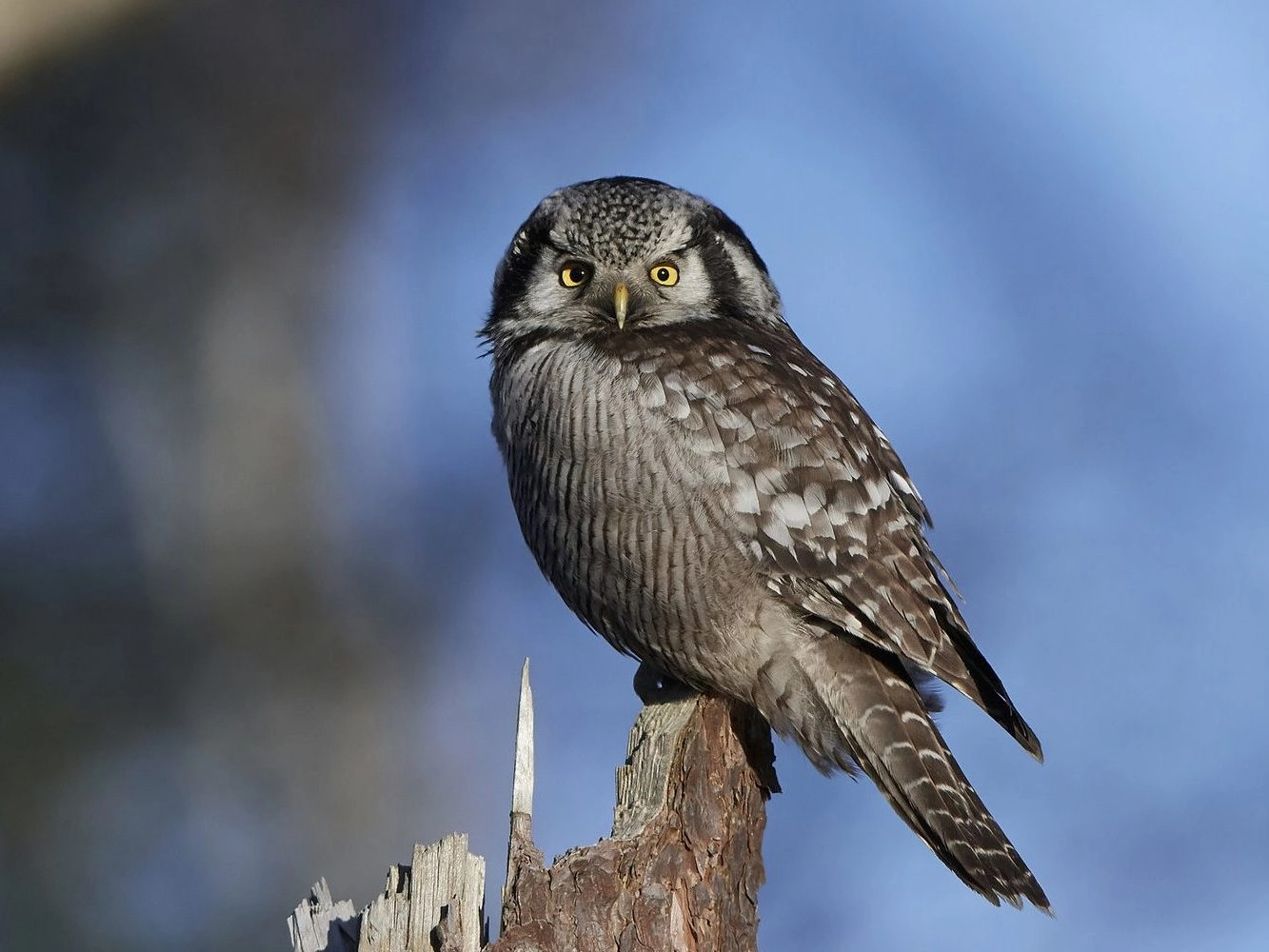 Northern hawk-owl