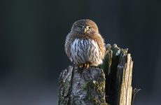 Northern Pygmy-Owl