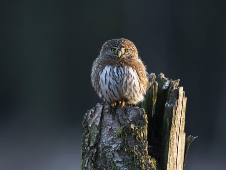 Gallery Detail: All The Owls In Texas And Their Calls