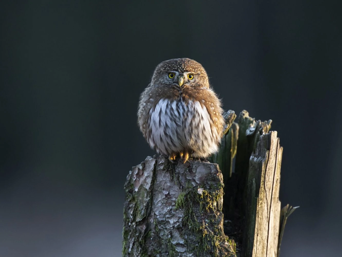 Northern pygmy owl