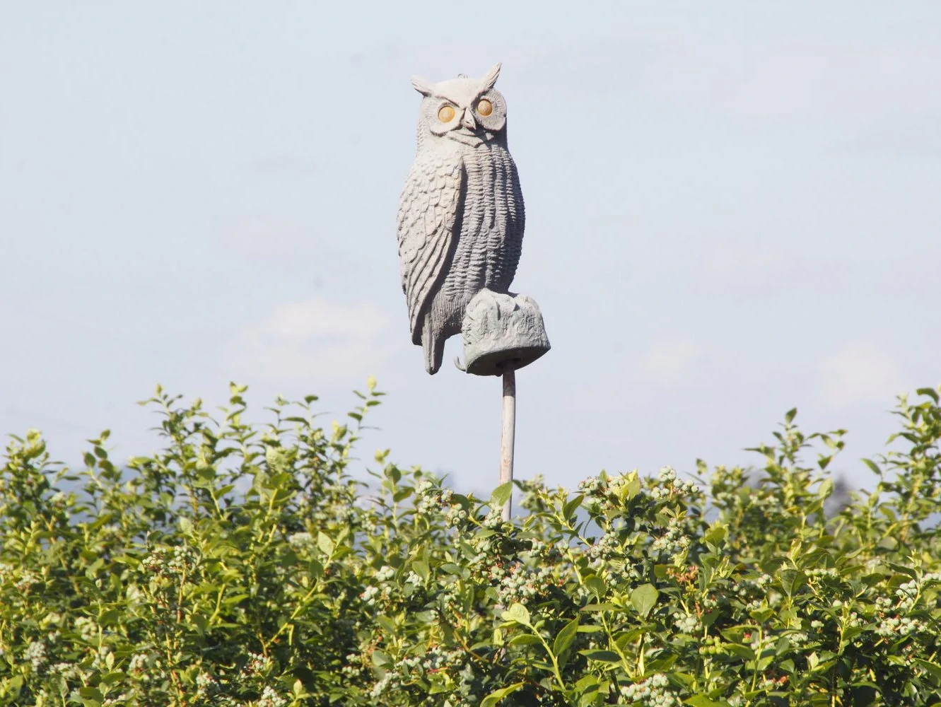 Owl Scare