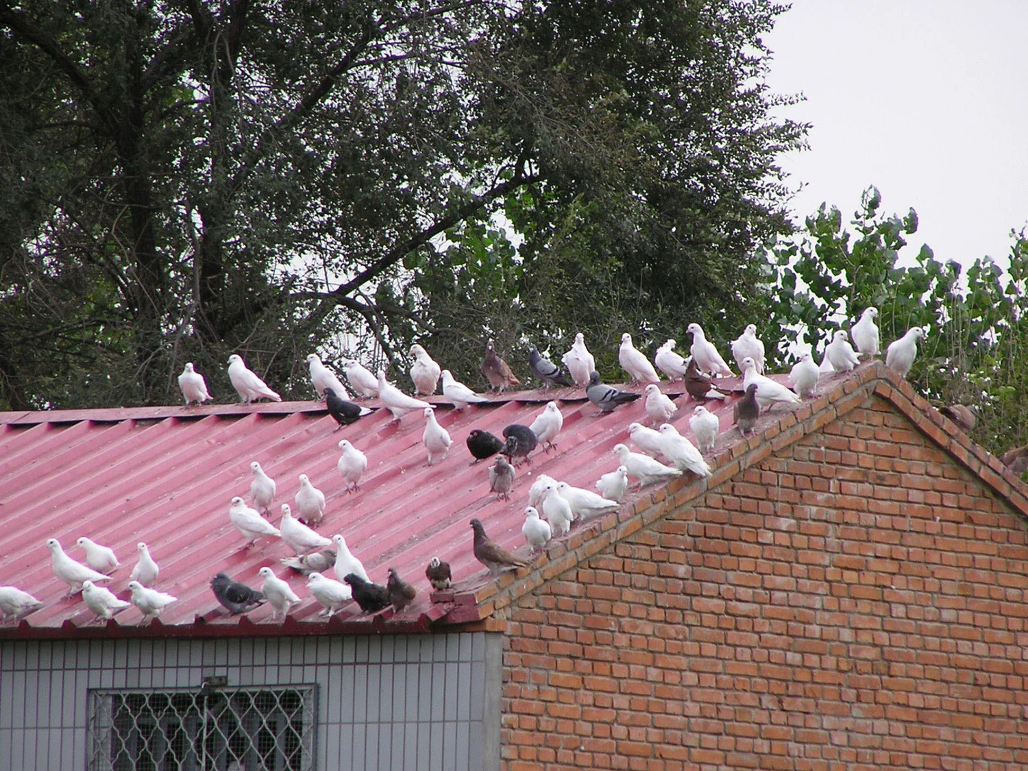 pigeons on roof