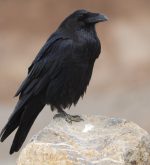 What Do Ravens Eat?