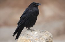 Fascinating And Fearful Raven Facts