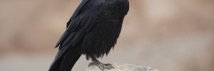 Fascinating And Fearful Raven Facts