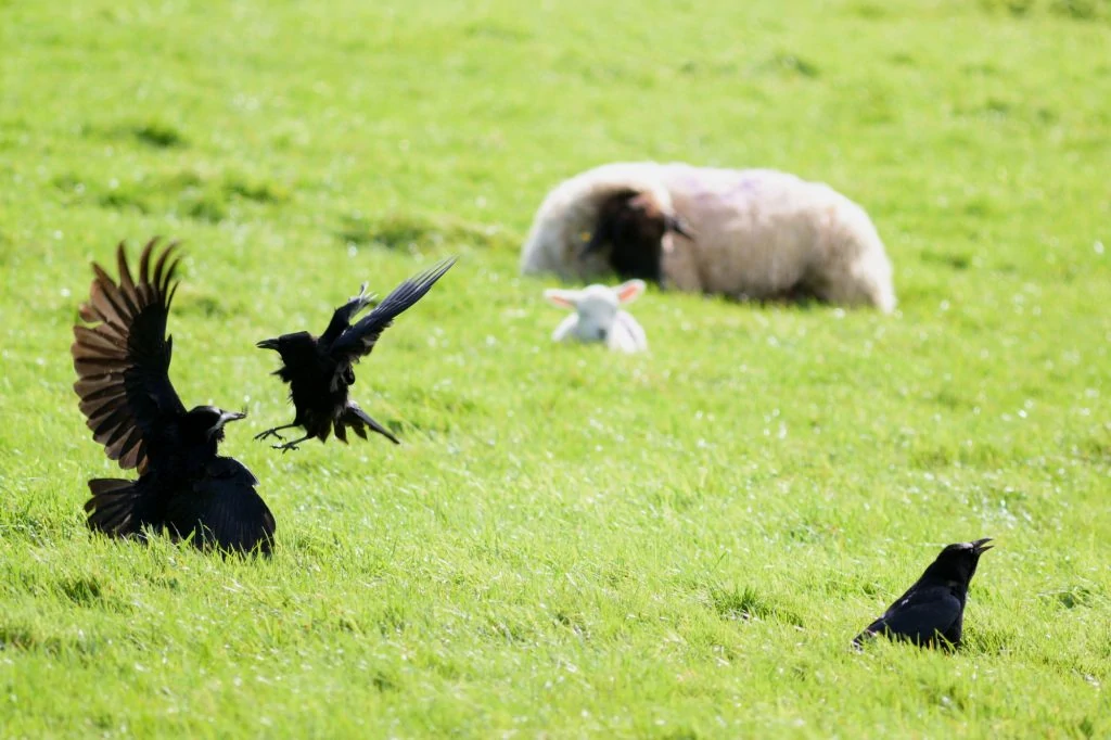 Ravens fight on a sheep farm in rural Devon, England