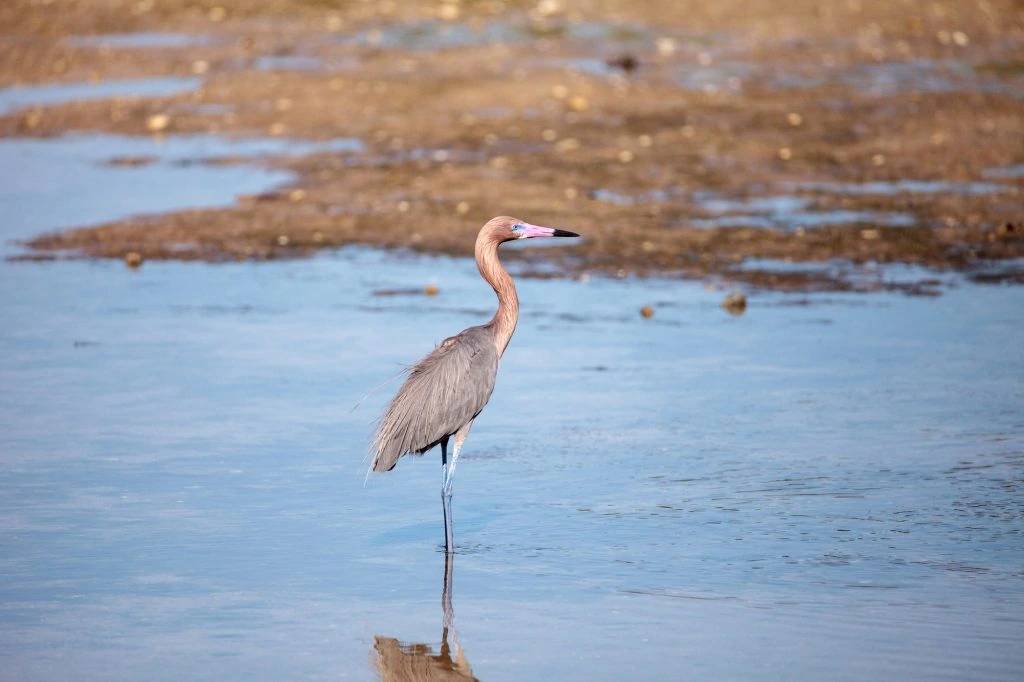 Reddish Egret