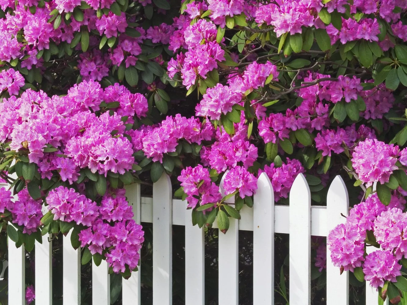 Rhododendrons