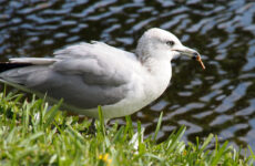 16 White Birds In Washington (ID, Photo, Call Guide)