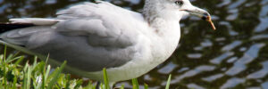 16 White Birds In Washington (ID, Photo, Call Guide)