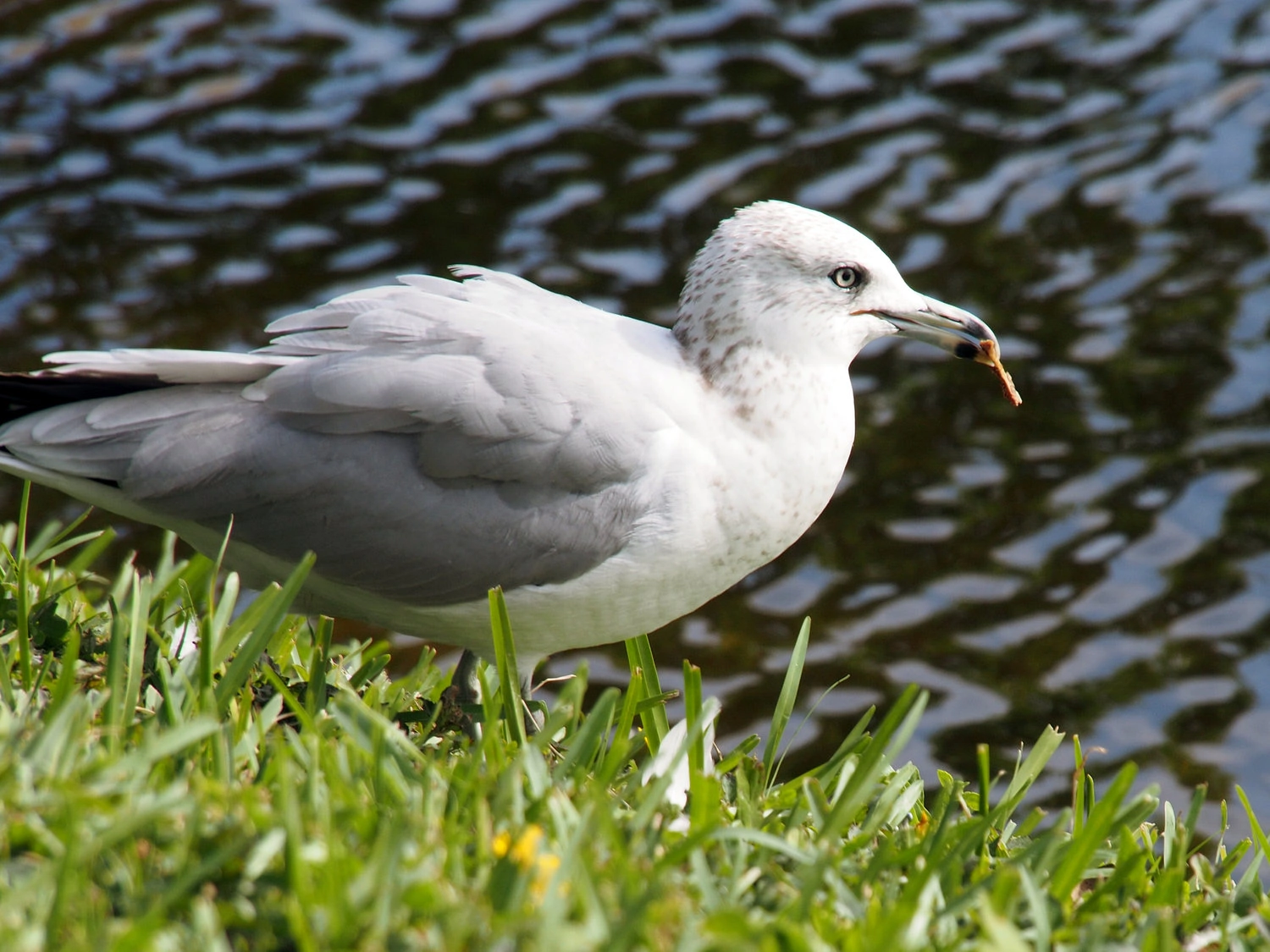 Ring Billed Gull non breeding