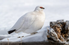 All The White Birds In Alaska (ID, Photo, Call Guide)