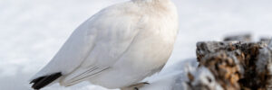 All The White Birds In Alaska (ID, Photo, Call Guide)