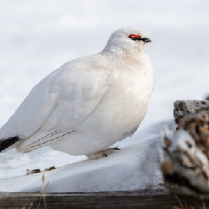 21 White Birds In Canada (ID, Photo, Call Guide)