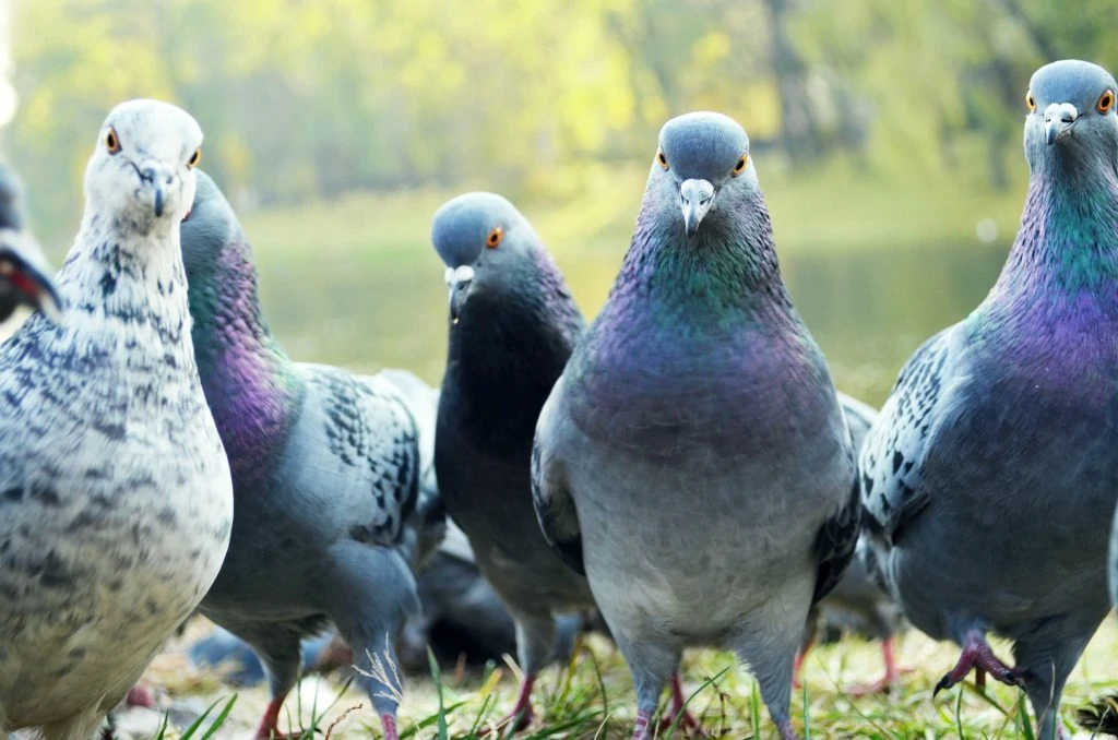 Rock Pigeons