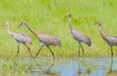 18 Largest Birds In Louisiana (By Weight, Length, Wingspan)