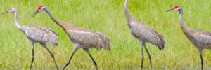 18 Largest Birds In Louisiana (By Weight, Length, Wingspan)