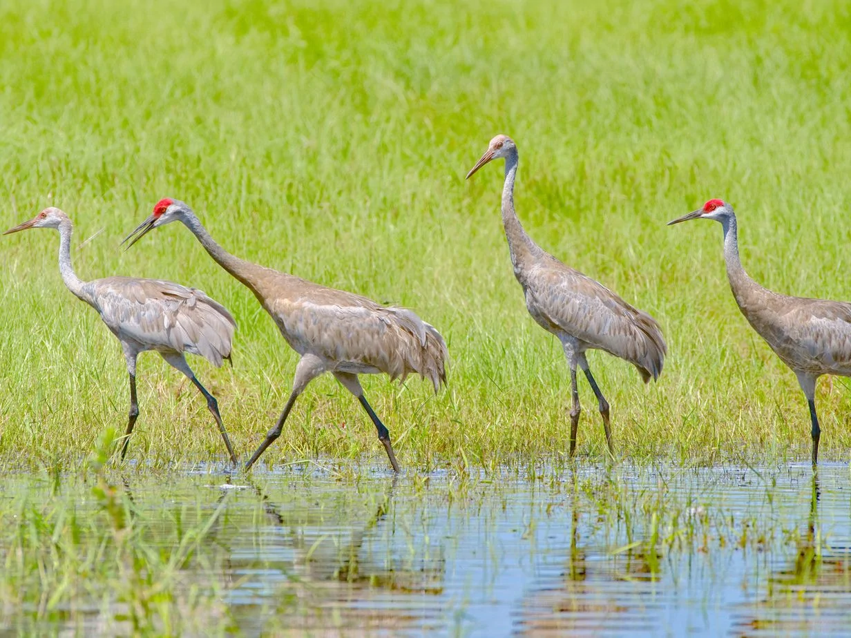 Sandhill Crane Adult and Juvenile