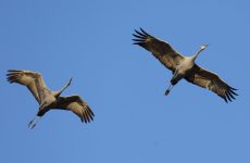 21 Largest Birds In Virginia (By Weight, Length, Wingspan)