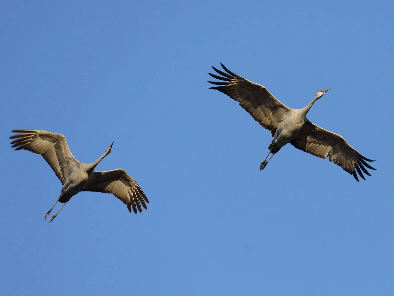 Sandhill cranes flying