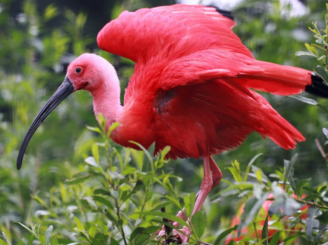 Scarlet-Ibis-breeding