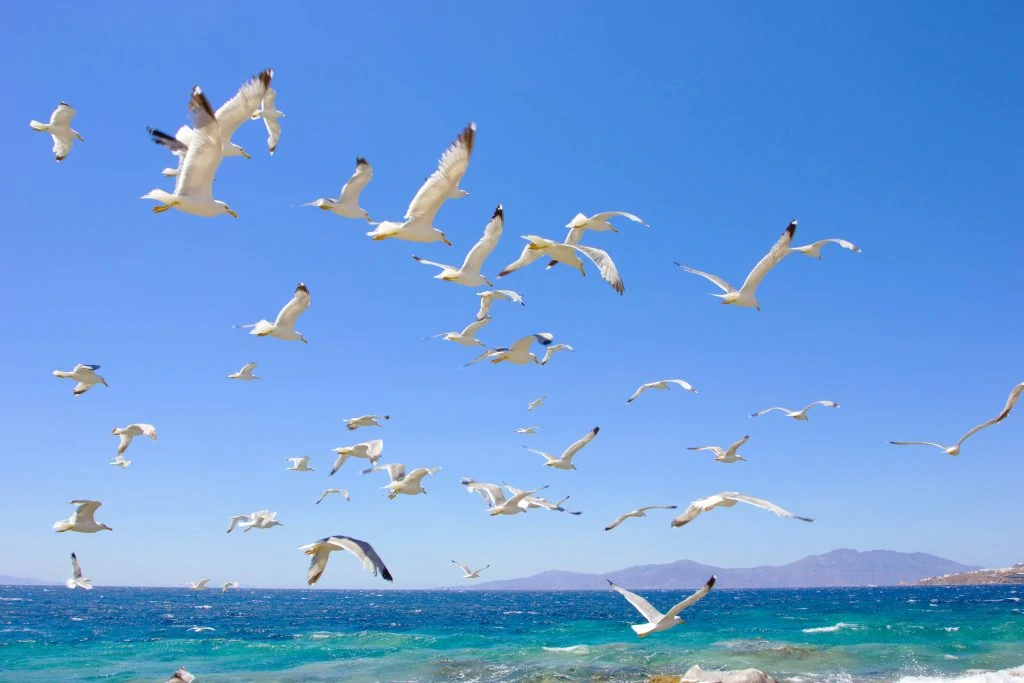 swarm of flying sea gulls