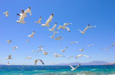 Seagull Migration (Why And How)