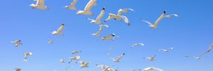 Seagull Migration (Why And How)