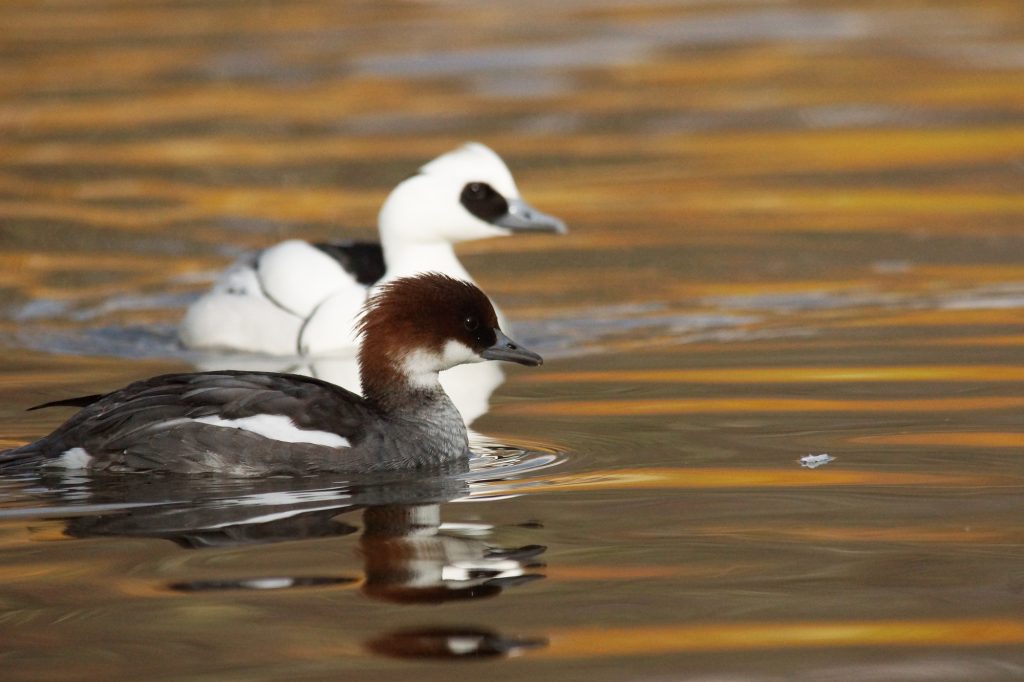 Smew female and male
