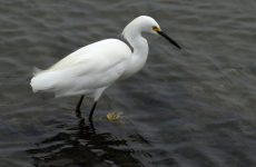 17 White Birds In Iowa (ID, Photo, Call Guide)